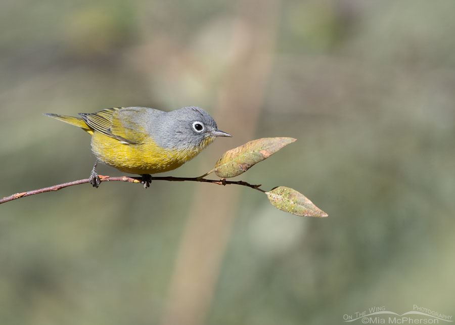 Adult male Nashville Warbler foraging in a willow, Wasatch Mountains, Morgan County, Utah