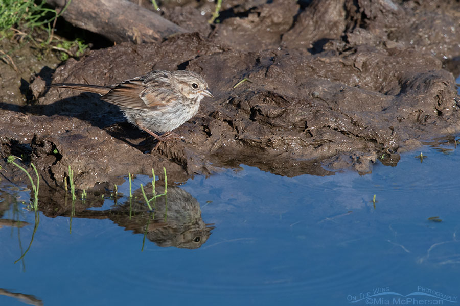 Fledgling Song Sparrow and its reflection, Wasatch Mountains, Summit County, Utah