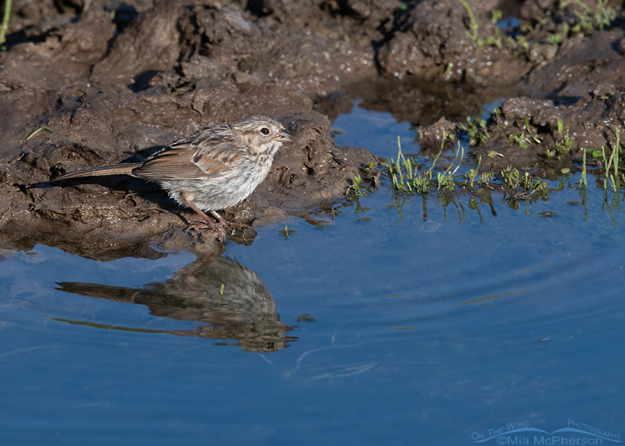 Fledgling Song Sparrow eating at the edge of a creek, Wasatch Mountains, Summit County, Utah