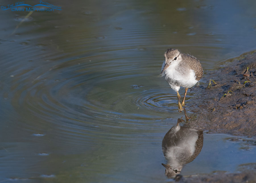 Spotted Sandpiper chick with its reflection, Wasatch Mountains, Summit County, Utah