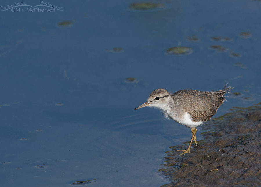 Young Spotted Sandpiper at the edge of a creek, Wasatch Mountains, Summit County, Utah