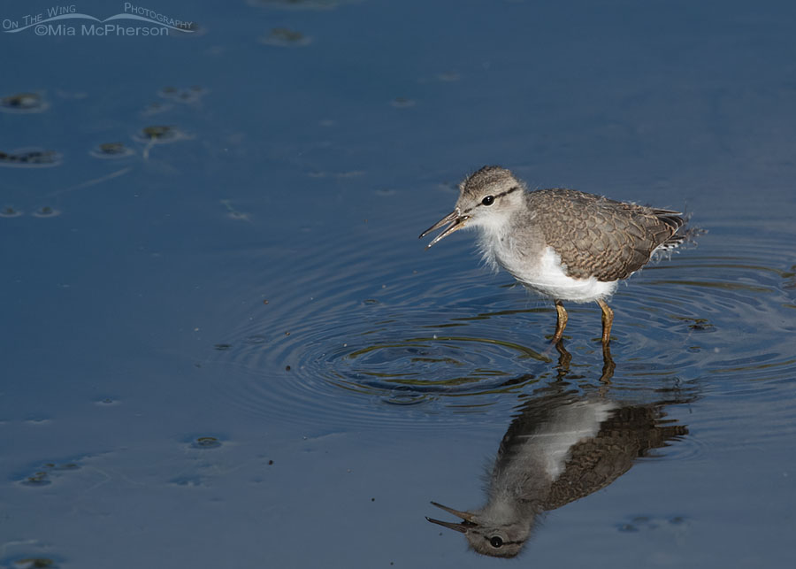 Immature Spotted Sandpiper eating breakfast, Wasatch Mountains, Summit County, Utah