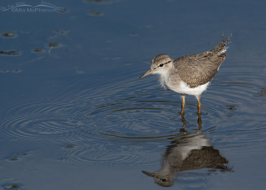 Spotted Sandpiper chick bobbing its tail, Wasatch Mountains, Summit County, Utah