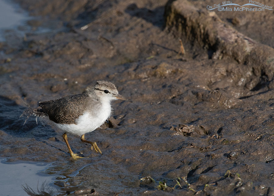Young Spotted Sandpiper walking on a muddy creek bank, Wasatch Mountains, Summit County, Utah