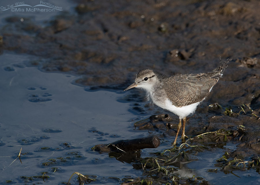 Juvenile Spotted Sandpiper in morning light, Wasatch Mountains, Summit County, Utah