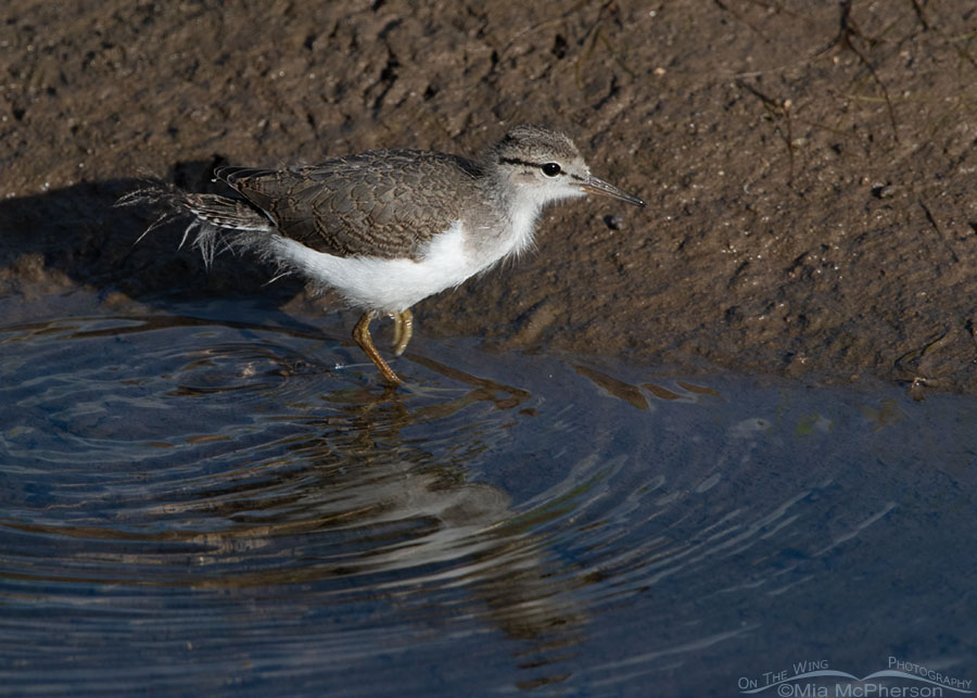 Spotted Sandpiper chick walking through water, Wasatch Mountains, Summit County, Utah