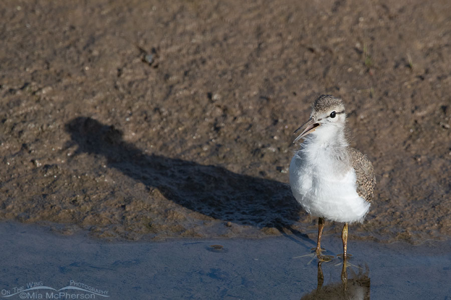 Calling Spotted Sandpiper chick and its shadow, Wasatch Mountains, Summit County, Utah