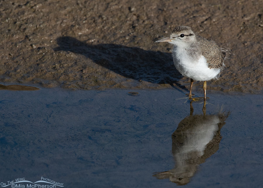 Spotted Sandpiper chick in bright morning light, Wasatch Mountains, Summit County, Utah