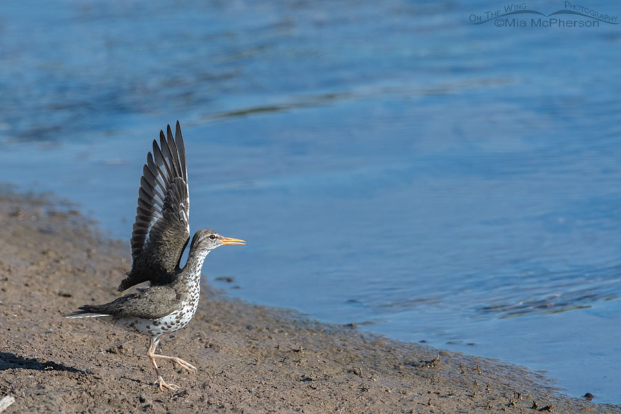 Female Spotted Sandpiper post-coital posture, Wasatch Mountains, Summit County, Utah