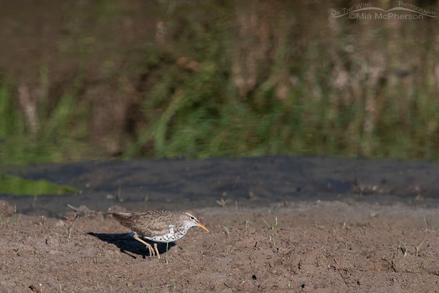 Spotted Sandpiper adult foraging on a dry creek bed, Wasatch Mountains, Summit County, Utah