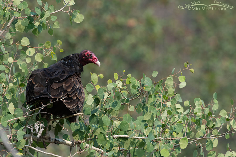 Turkey Vulture perched in a Quaking Aspen, Wasatch Mountains, Morgan County, Utah
