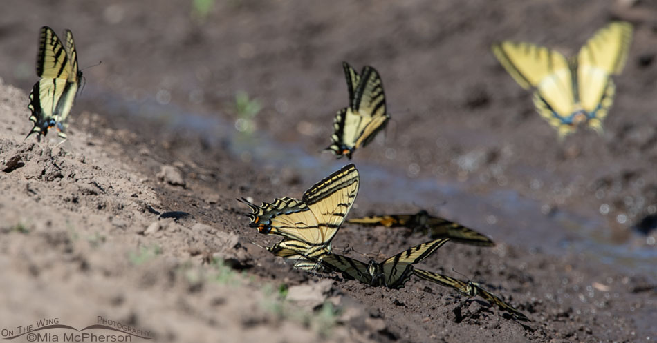 Two-tailed Swallowtail butterflies puddling in the Wasatch Mountains, Morgan County, Utah