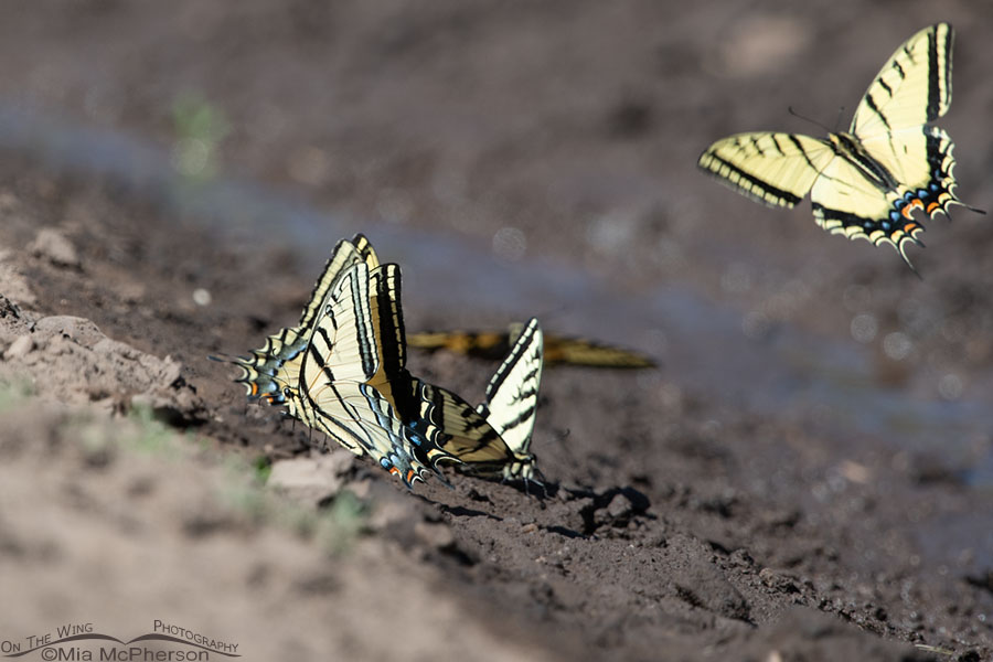 Two-tailed Swallowtail butterflies puddling, Wasatch Mountains, Morgan County, Utah