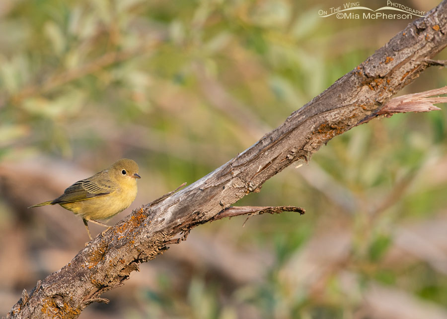 Yellow Warbler on an old dead branch, Wasatch Mountains, Summit County, Utah