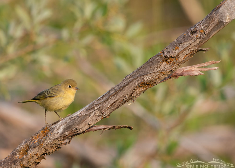 Yellow Warbler in a smoky haze, Wasatch Mountains, Summit County, Utah