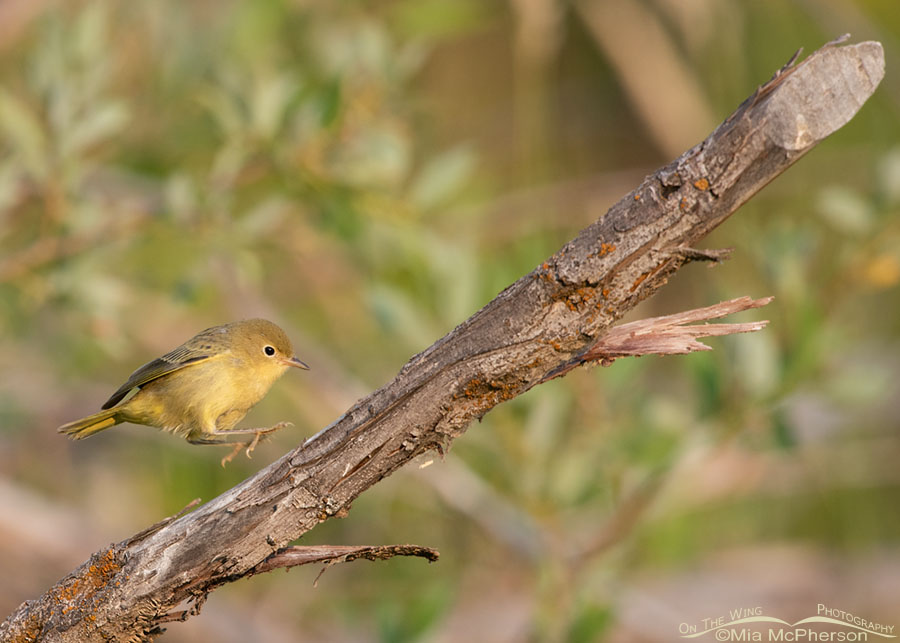 Yellow Warbler moving up an old dead branch, Wasatch Mountains, Summit County, Utah