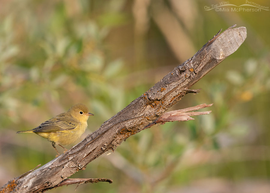 Yellow Warbler on a smoky July morning, Wasatch Mountains, Summit County, Utah