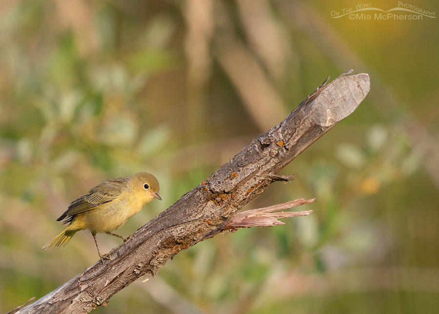 Yellow Warbler tilting its head, Wasatch Mountains, Summit County, Utah