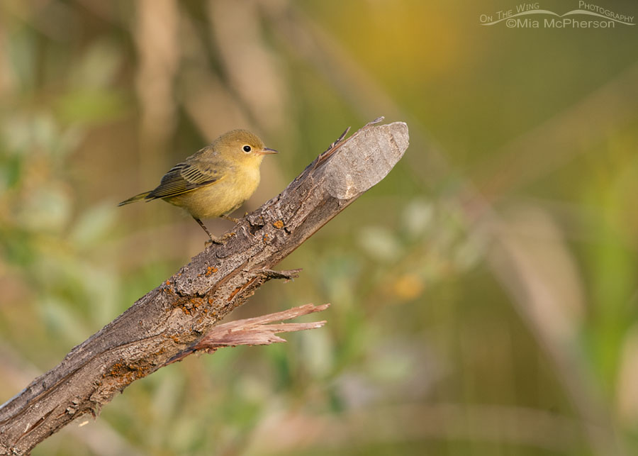 Yellow Warbler near the top of an old branch, Wasatch Mountains, Summit County, Utah