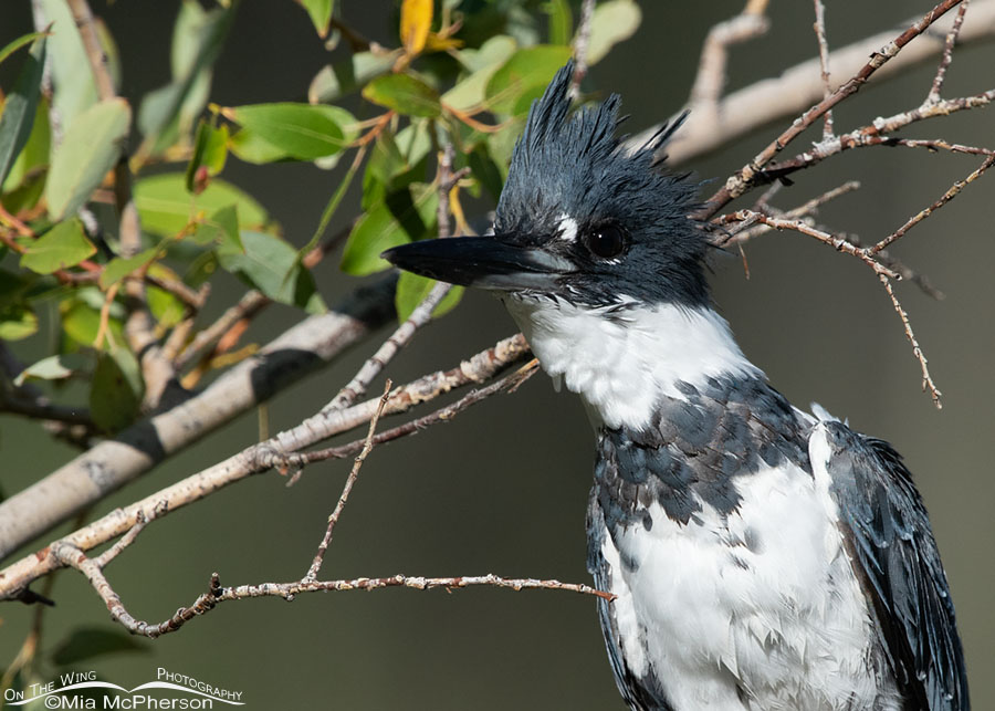 Belted Kingfisher in a willow portrait, Wasatch Mountains, Summit County, Utah