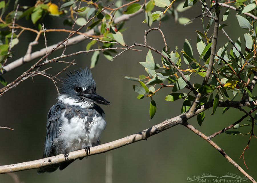 Belted Kingfisher perched high in a willow, Wasatch Mountains, Summit County, Utah