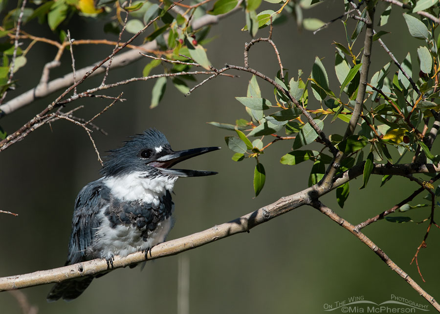 Belted Kingfisher male calling from a willow, Wasatch Mountains, Summit County, Utah