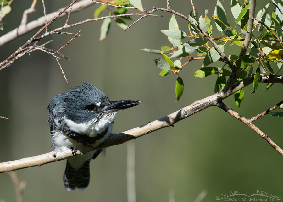 Belted Kingfisher staring at something with intensity, Wasatch Mountains, Summit County, Utah