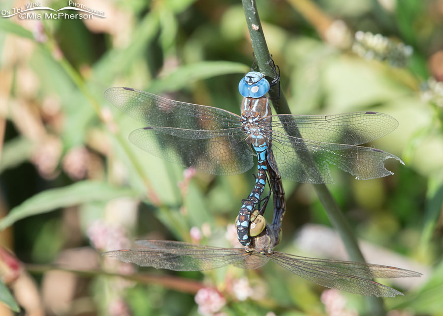 Mating Blue-eyed Darner dragonflies in a marsh, Bear River Migratory Bird Refuge, Box Elder County, Utah