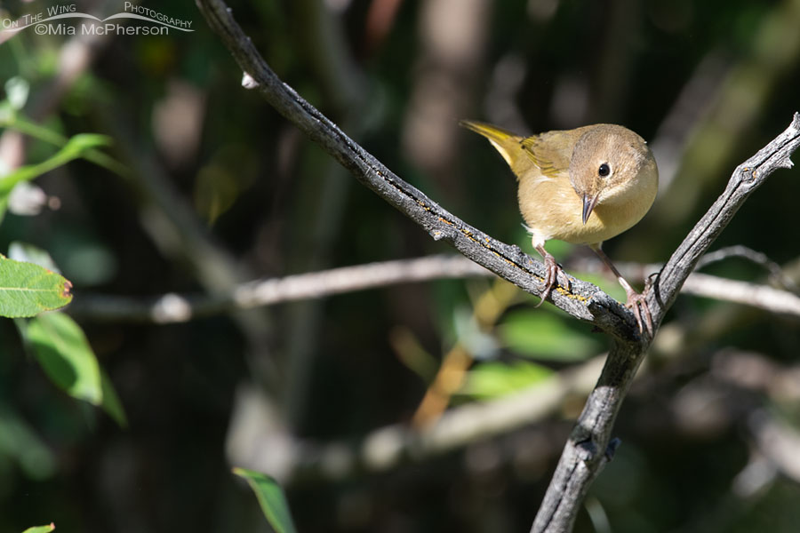 Young Common Yellowthroat in bright morning light, Wasatch Mountains, Summit County, Utah