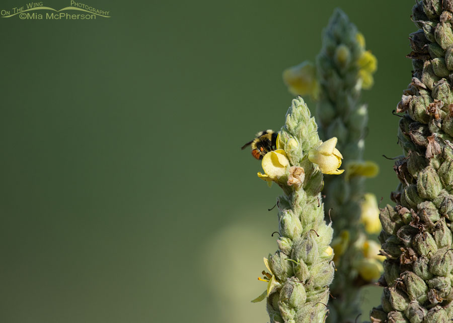 Common Mullein and a bumble bee, Wasatch Mountains, Morgan County, Utah