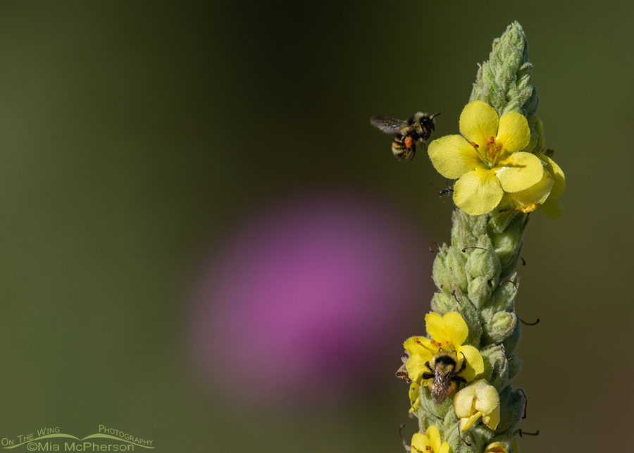 HUnt's Bumble Bee Images