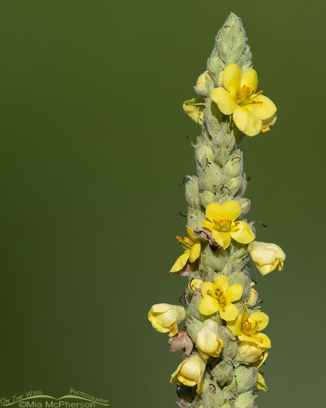 Blooming Common Mullein in the Wasatch Mountains, Morgan County, Utah