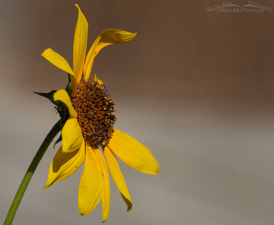 Blooming Common Sunflower and an ant, Wasatch Mountains, Morgan County, Utah