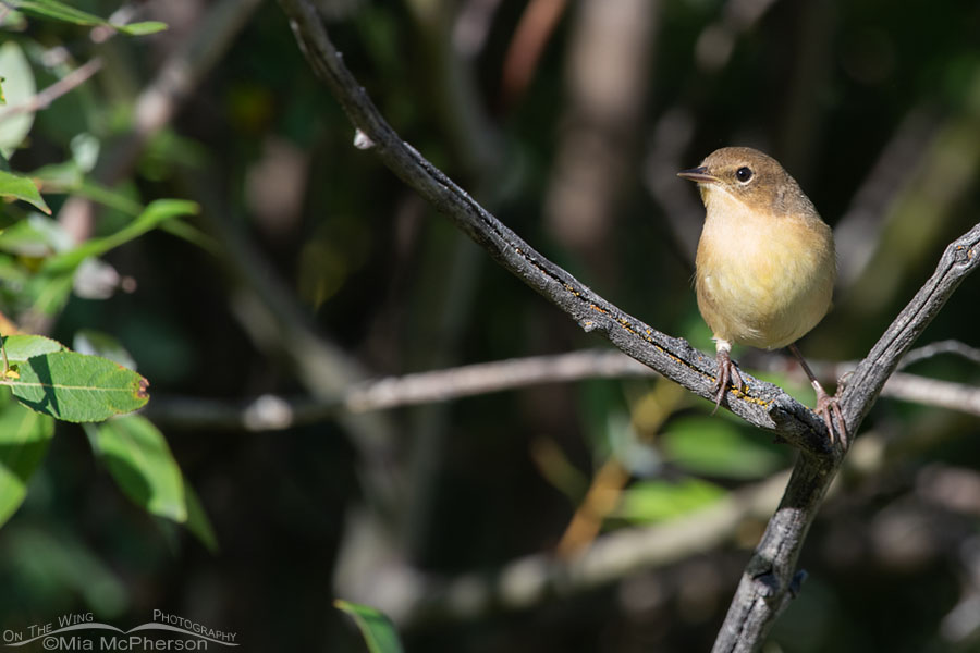 Immature Common Yellowthroat out in the open, Wasatch Mountains, Summit County, Utah