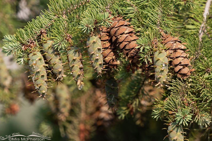 Douglas Fir cones in August, West Desert, Tooele County, Utah