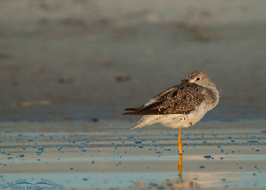 Greater Yellowlegs at dawn, Fort De Soto County Park, Pinellas County, Florida
