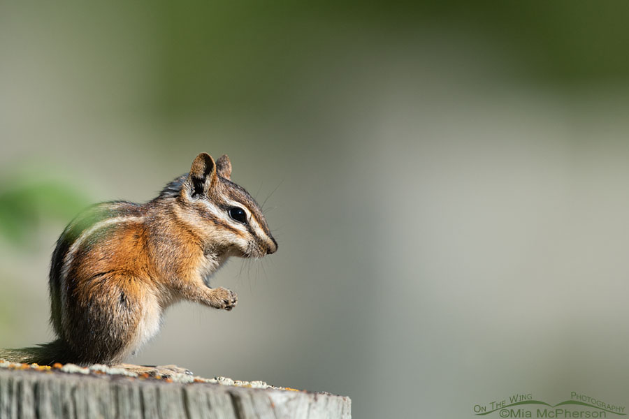 Adult Least Chipmunk on a wooden fence post, Wasatch Mountains, Morgan County, Utah