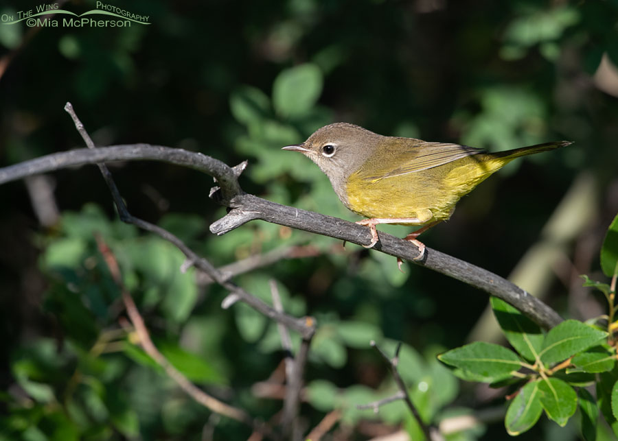 Young MacGillivray's Warbler in bright sunlight, Wasatch Mountains, Summit County, Utah