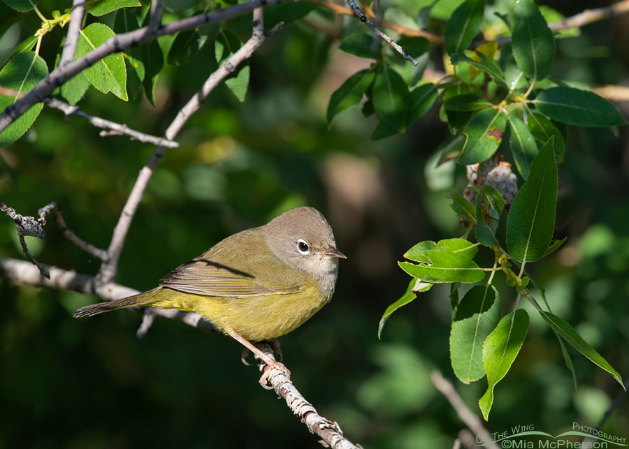 Immature MacGillivray's Warbler in a willow thicket, Wasatch Mountains, Summit County, Utah