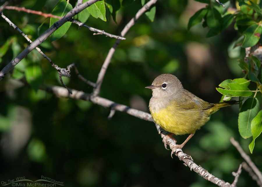 Perky young MacGillivray's Warbler, Wasatch Mountains, Summit County, Utah