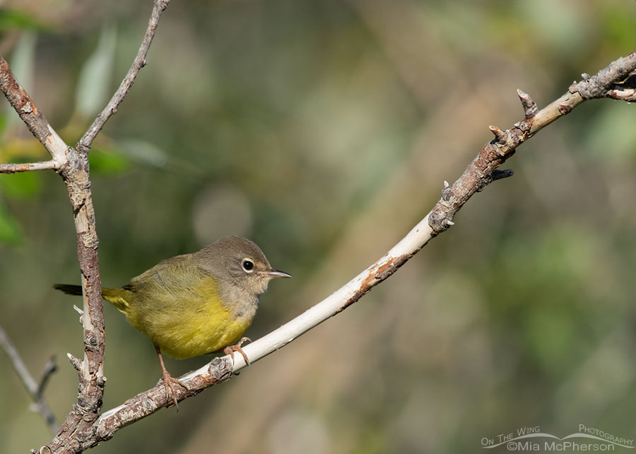 Immature MacGillivray's Warbler out in the open, Wasatch Mountains, Summit County, Utah