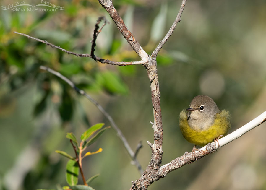Fluffy young MacGillivray's Warbler, Wasatch Mountains, Summit County, Utah