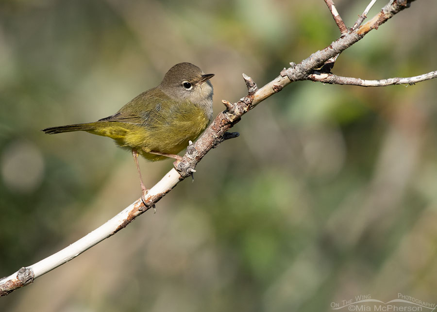 Saucy looking immature MacGillivray's Warbler, Wasatch Mountains, Summit County, Utah