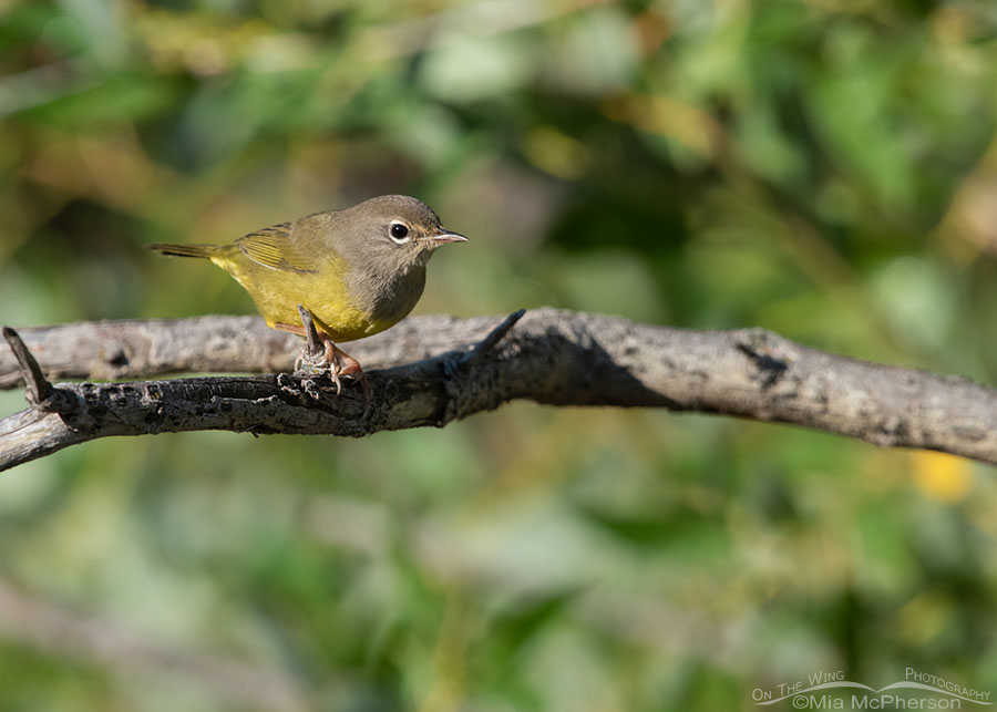 Immature MacGillivray's Warbler on an old branch, Wasatch Mountains, Summit County, Utah