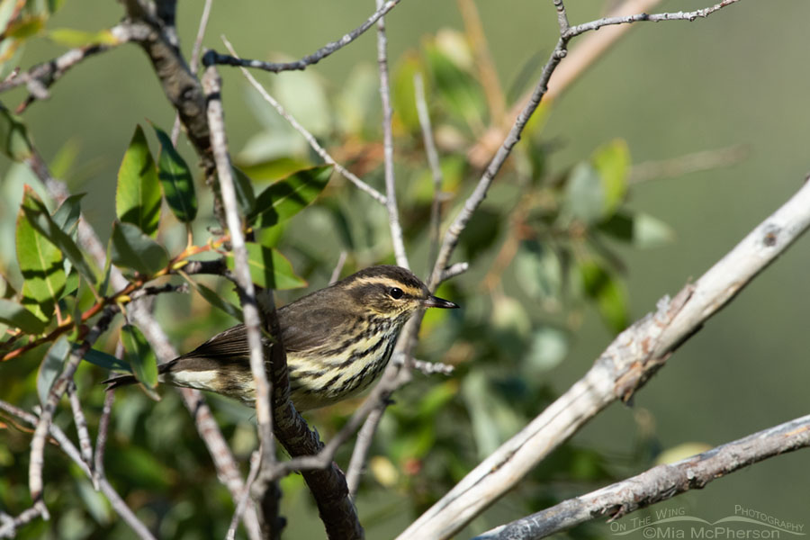 Northern Waterthrush in the Wasatch Mountains, Wasatch Mountains, Summit County, Utah