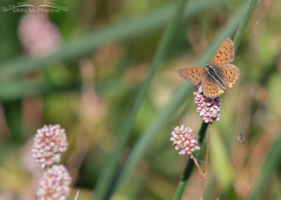 Purplish Copper Butterfly Images