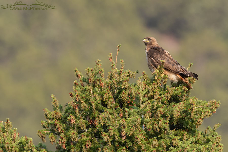 Adult Red-tailed Hawk perched on a Douglas Fir, West Desert, Tooele County, Utah