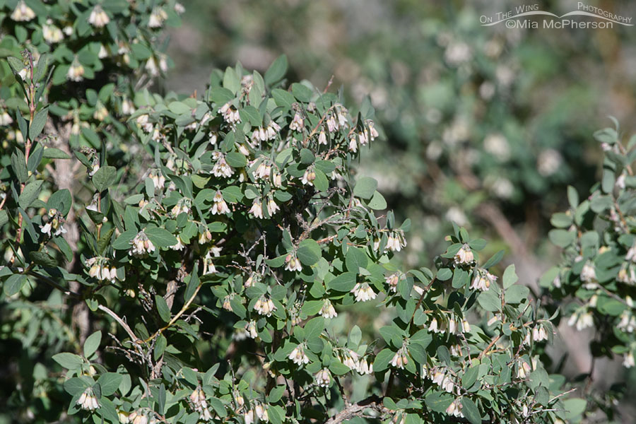 Roundleaf Snowberry blooming in Morgan County, Wasatch Mountains, Morgan County, Utah