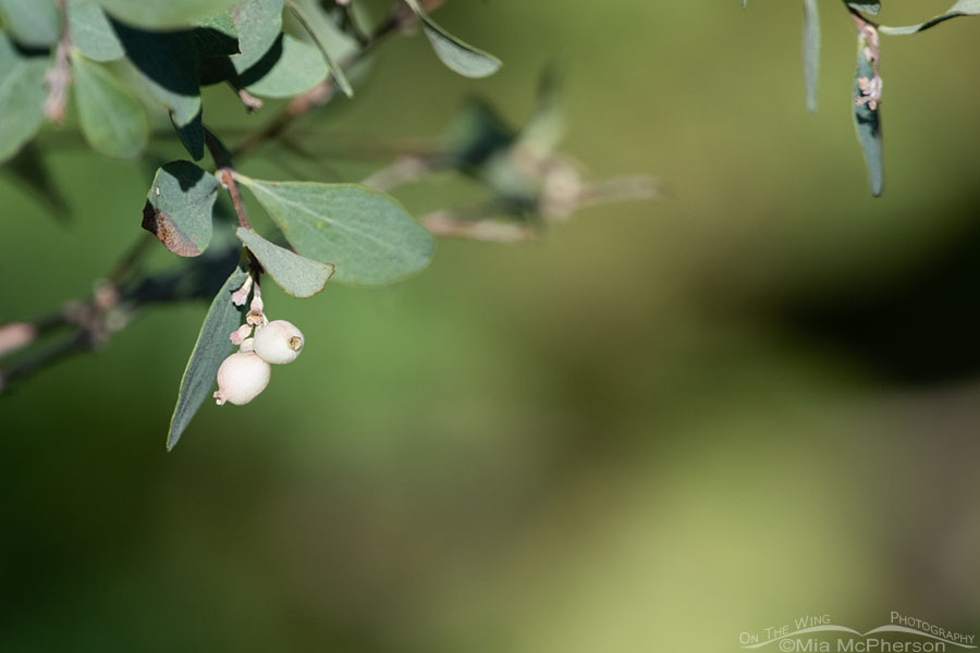 Roundleaf Snowberry berries and tiny blooms, Wasatch Mountains, Morgan County, Utah