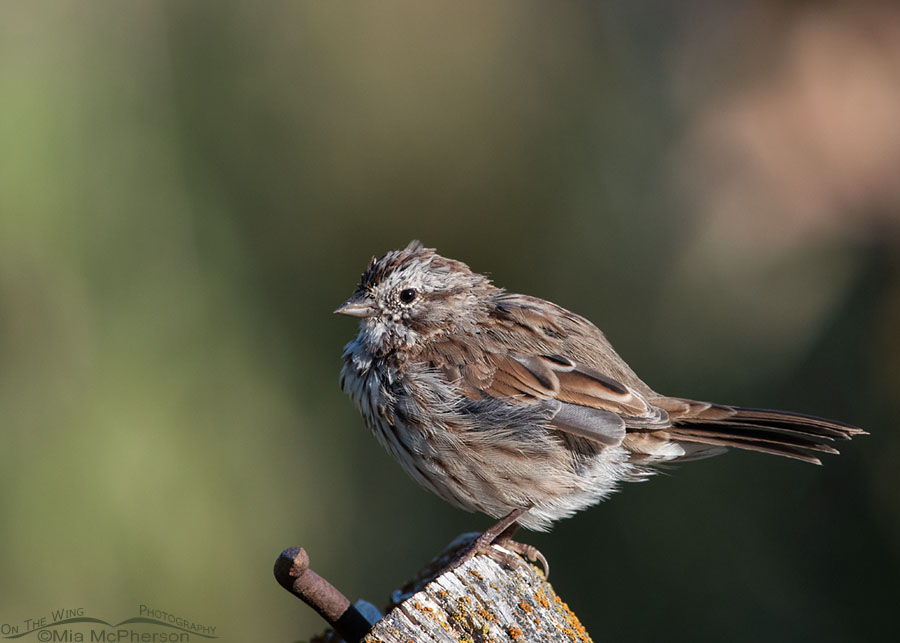 Molting and messy Song Sparrow adult, Wasatch Mountains, Summit County, Utah